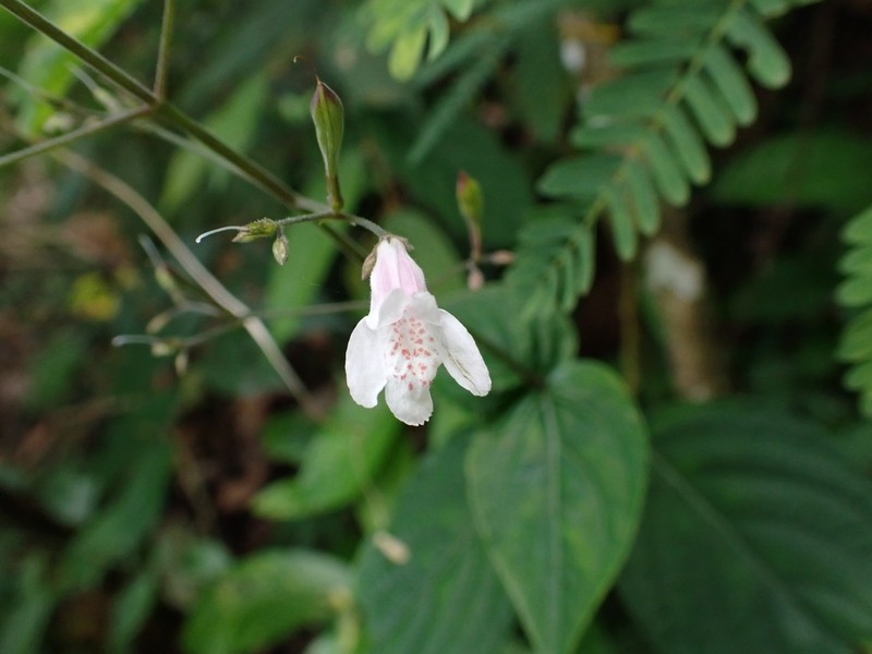 Isoglossa dichotoma