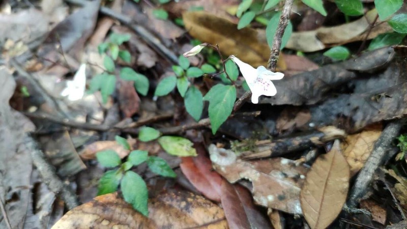 Isoglossa dichotoma photo 7