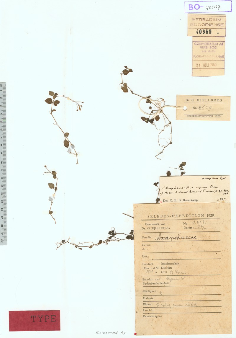 Isoglossa dichotoma var. repens