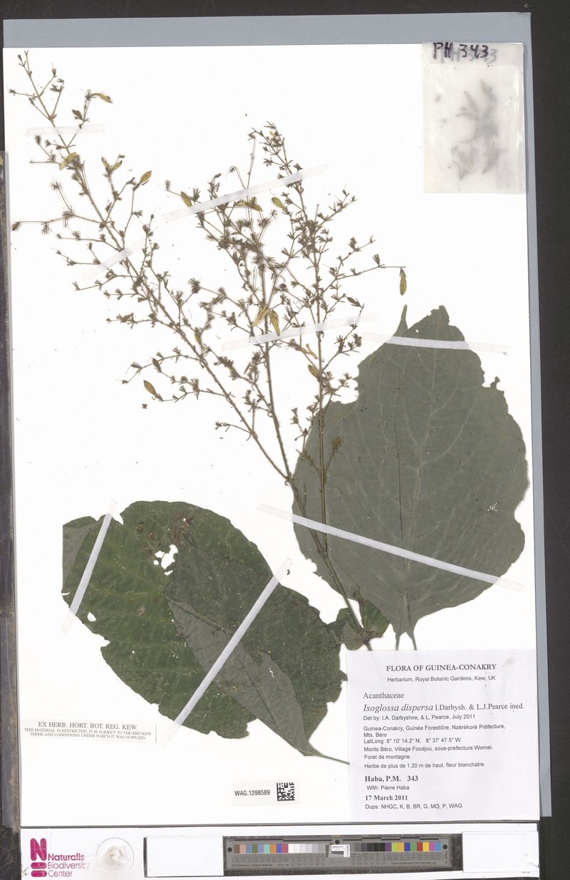 Isoglossa dispersa