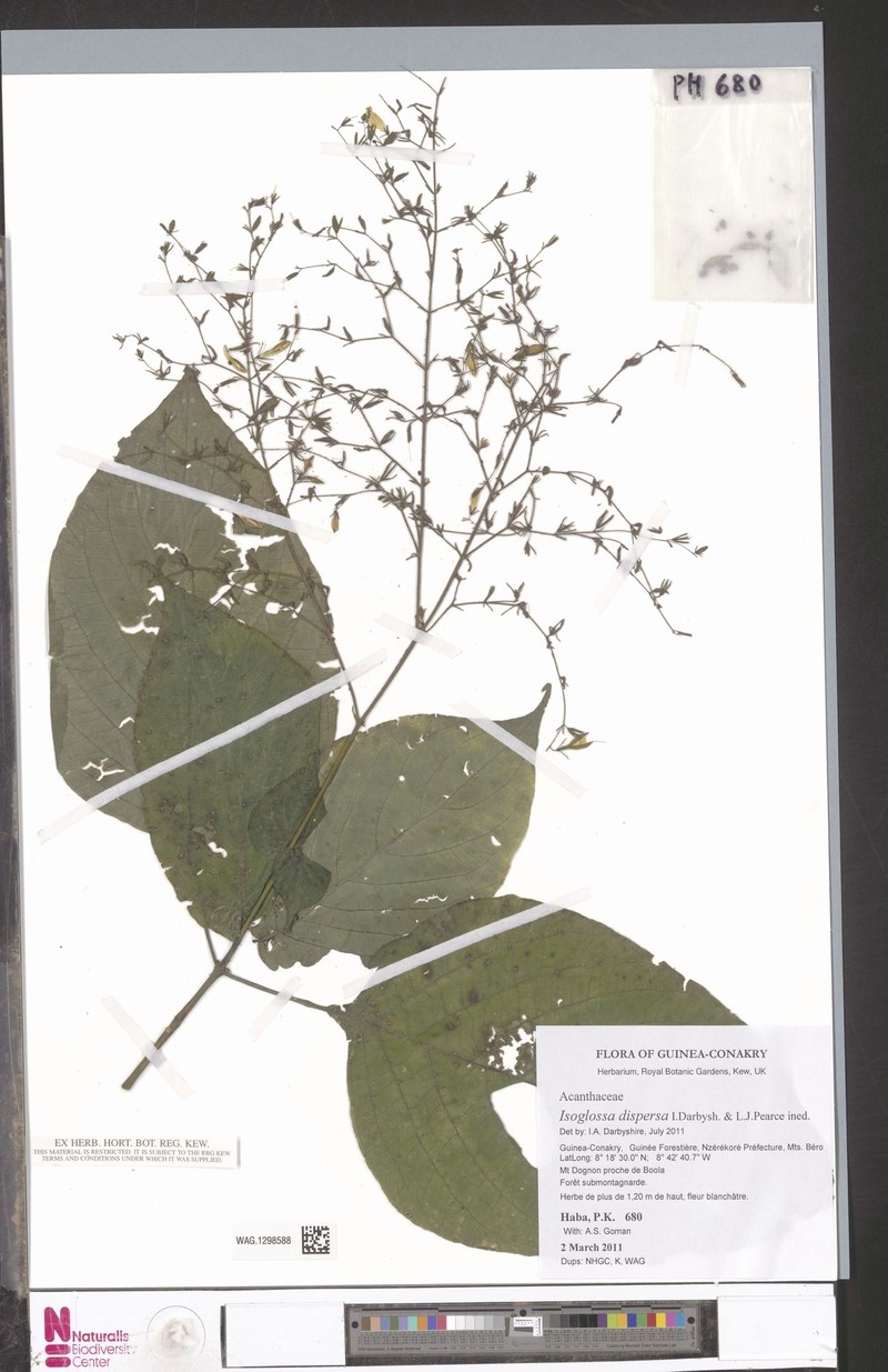 Isoglossa dispersa photo 2