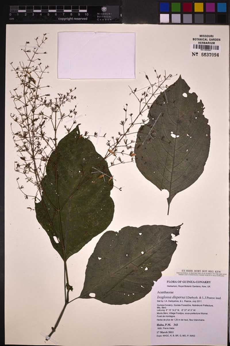 Isoglossa dispersa photo 3