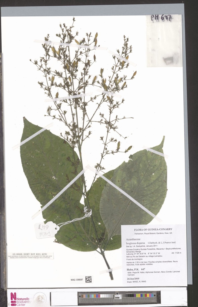 Isoglossa dispersa photo 4