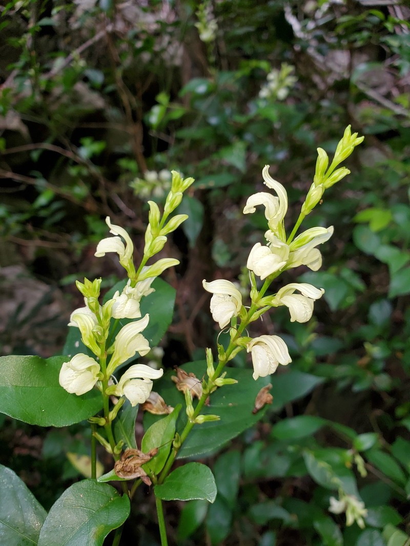 Isoglossa eburnea photo 3