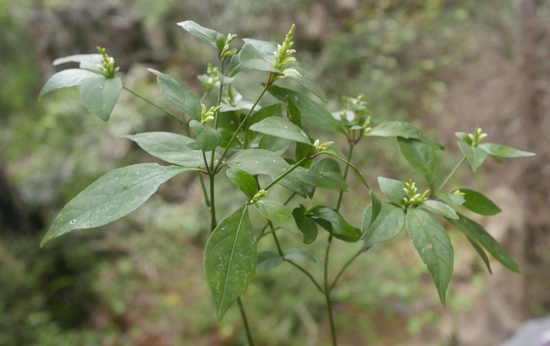 Isoglossa eburnea photo 4