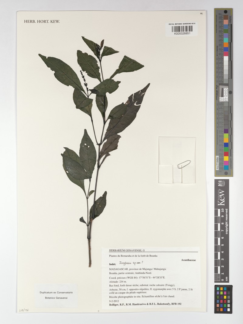 Isoglossa eburnea photo 5