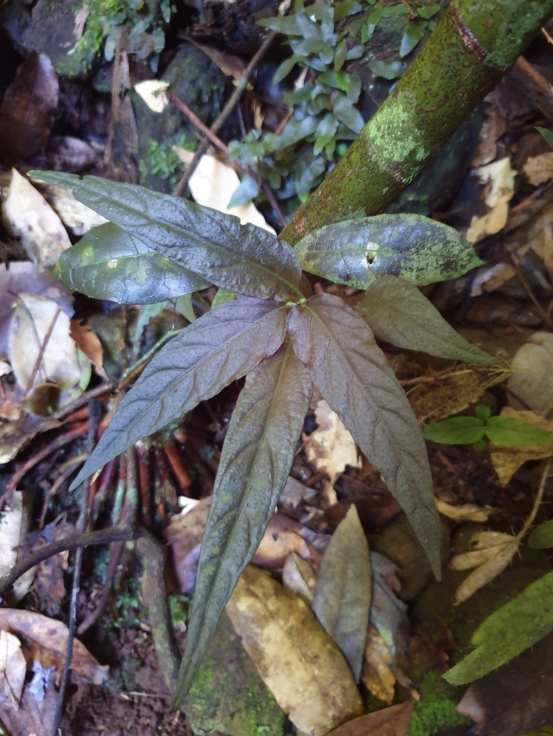 Isoglossa eranthemoides
