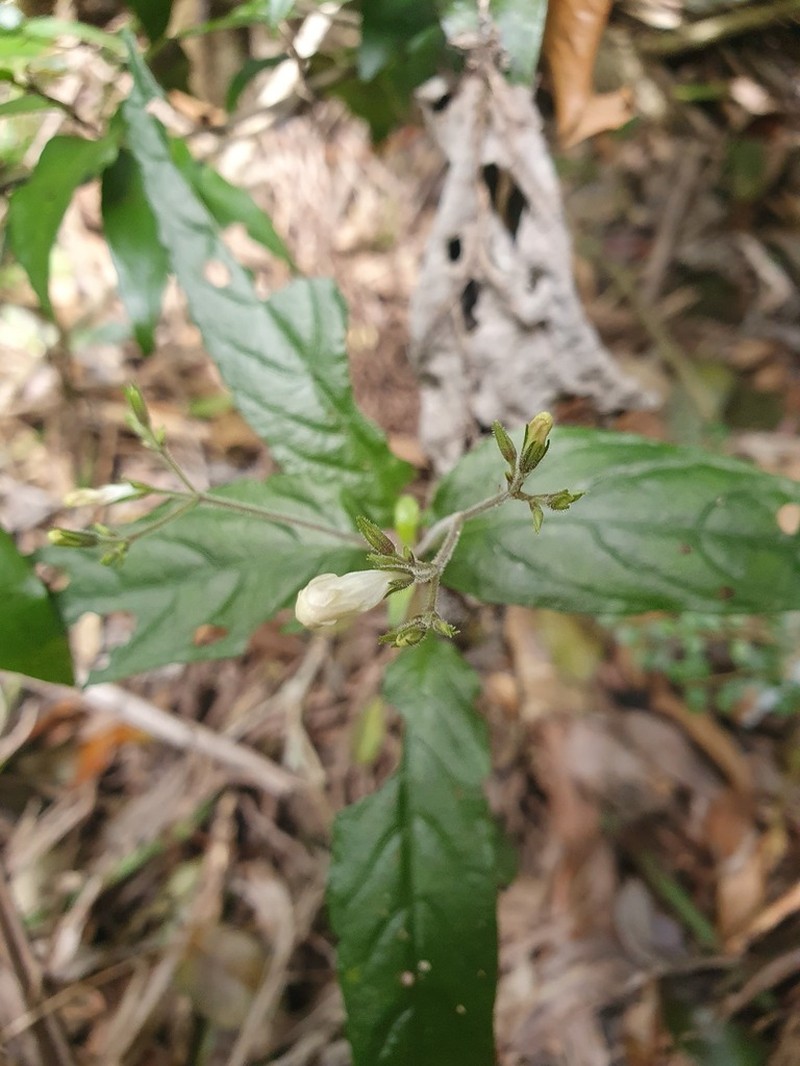 Isoglossa eranthemoides photo 2