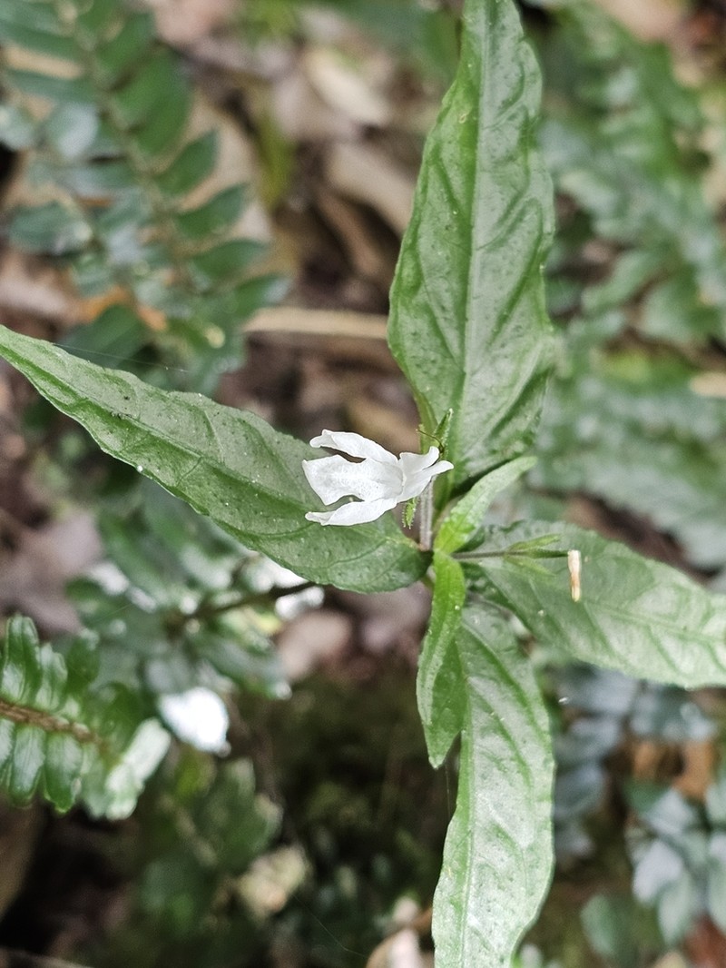 Isoglossa eranthemoides photo 3