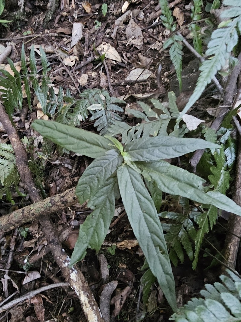 Isoglossa eranthemoides photo 4
