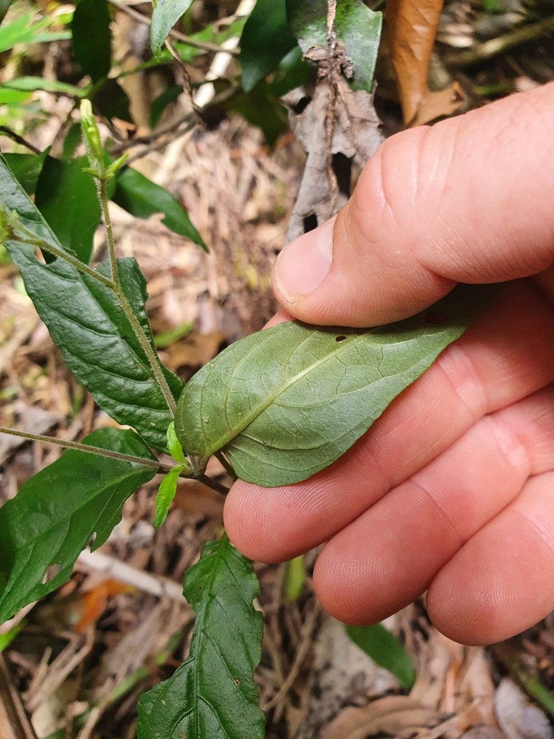 Isoglossa eranthemoides photo 5