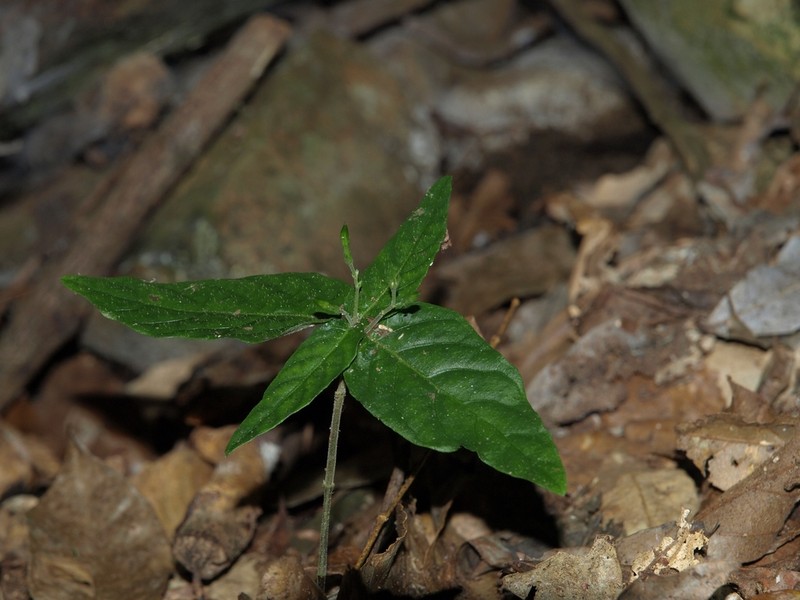 Isoglossa eranthemoides photo 7
