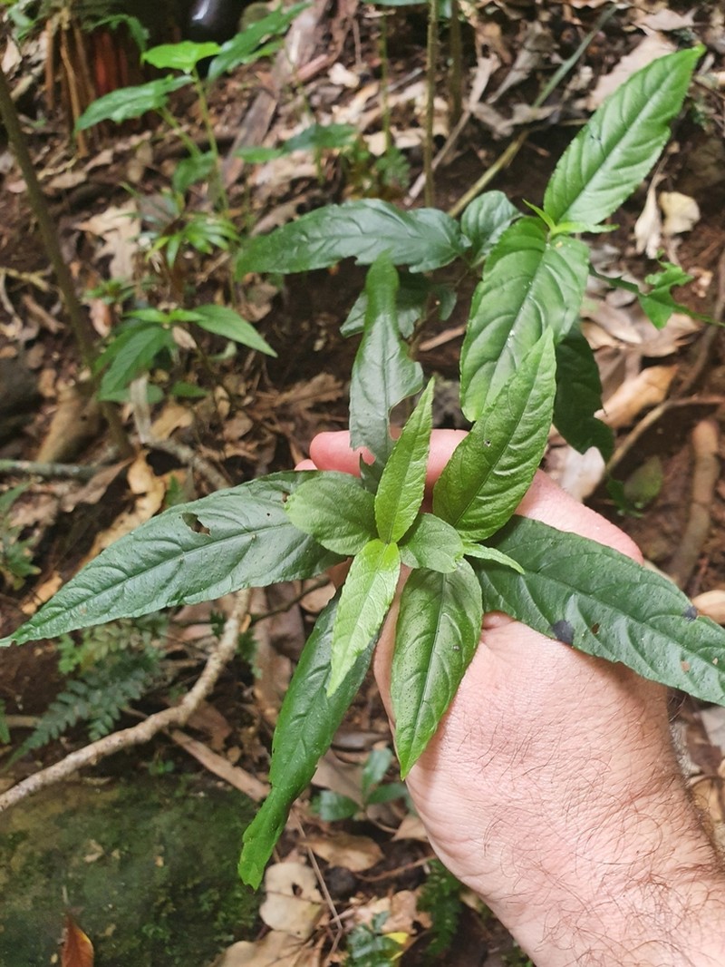 Isoglossa eranthemoides photo 8