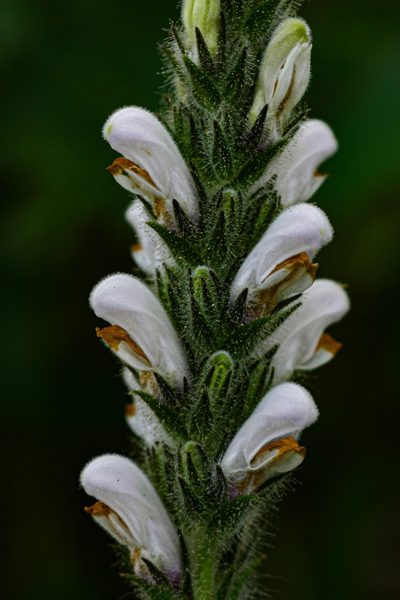 Isoglossa eylesii