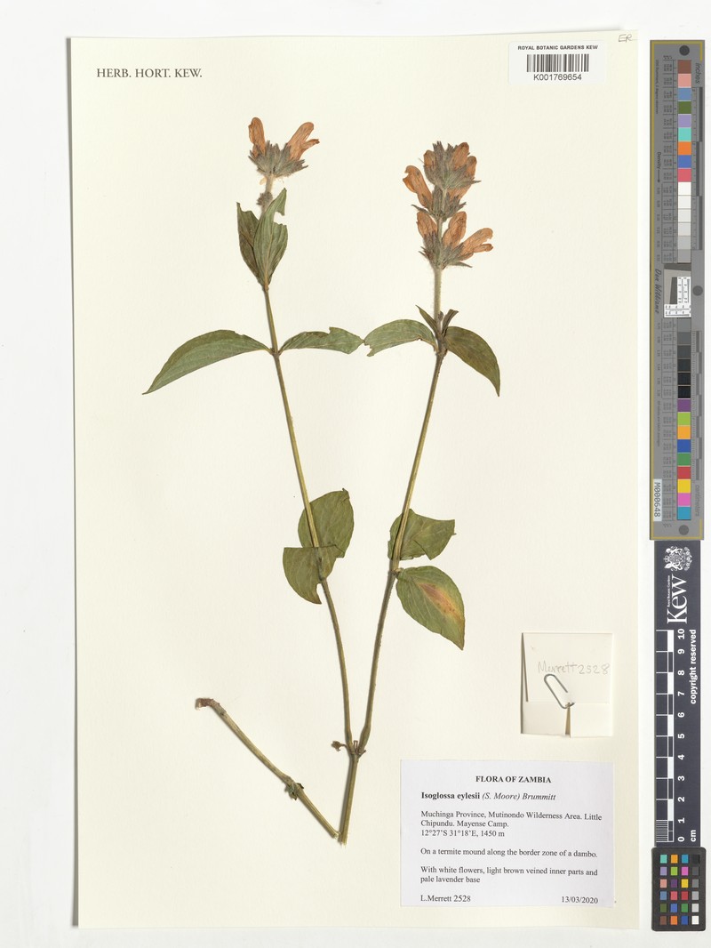 Isoglossa eylesii photo 2