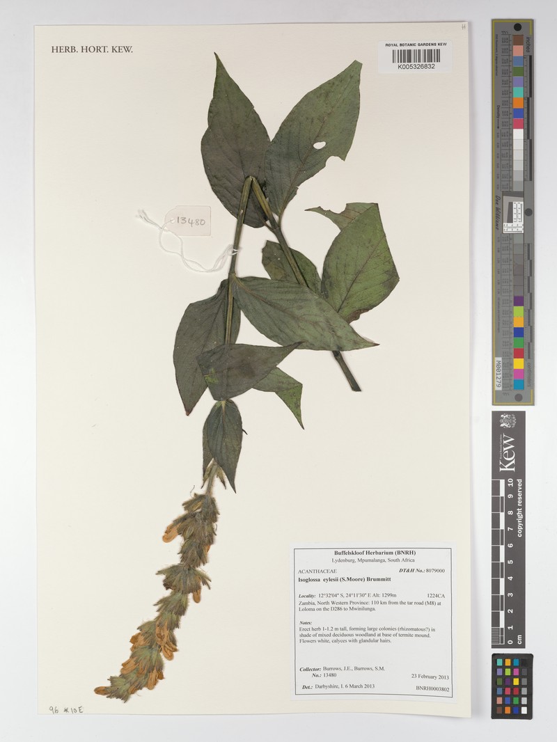 Isoglossa eylesii photo 3