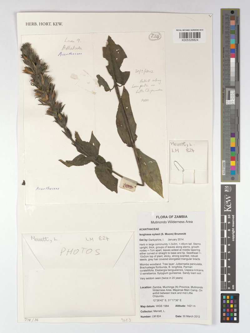Isoglossa eylesii photo 5
