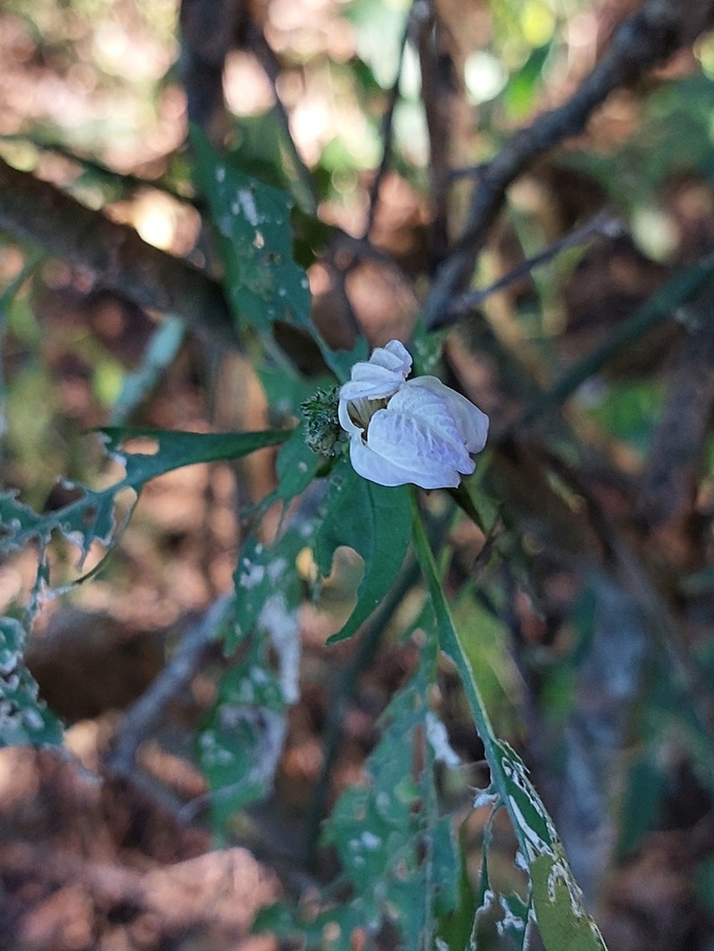 Isoglossa floribunda