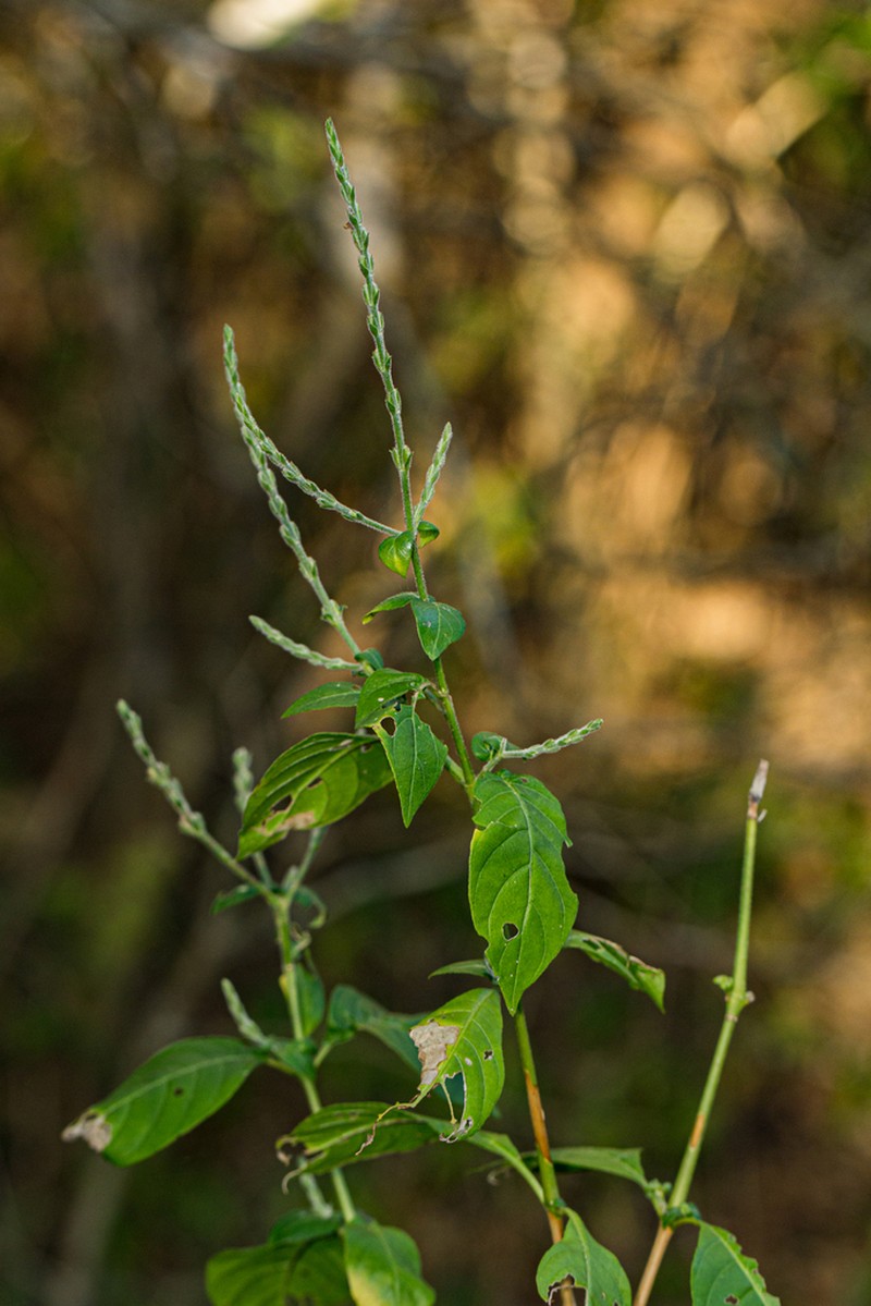 Isoglossa floribunda photo 2