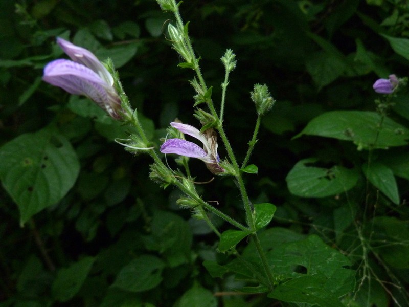Isoglossa floribunda photo 4