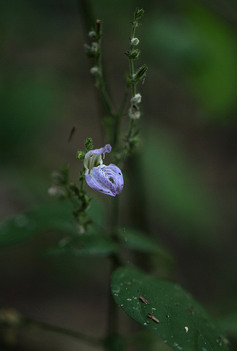 Isoglossa floribunda photo 5