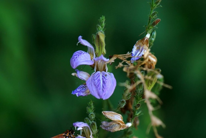 Isoglossa floribunda photo 6