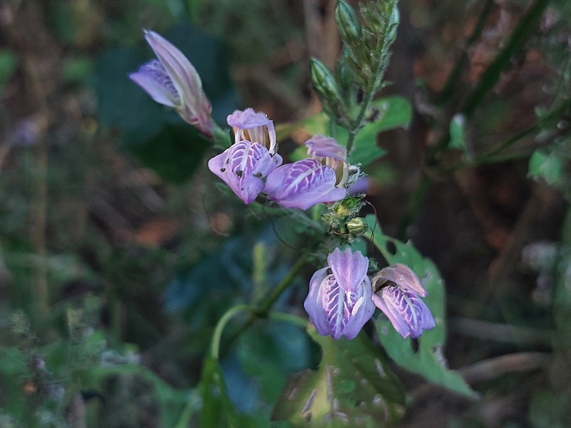Isoglossa floribunda photo 8