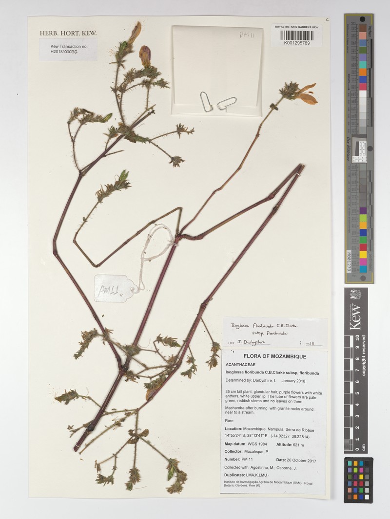 Isoglossa floribunda subsp. floribunda