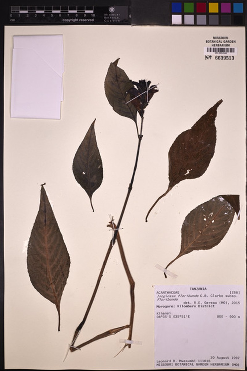 Isoglossa floribunda subsp. floribunda photo 2