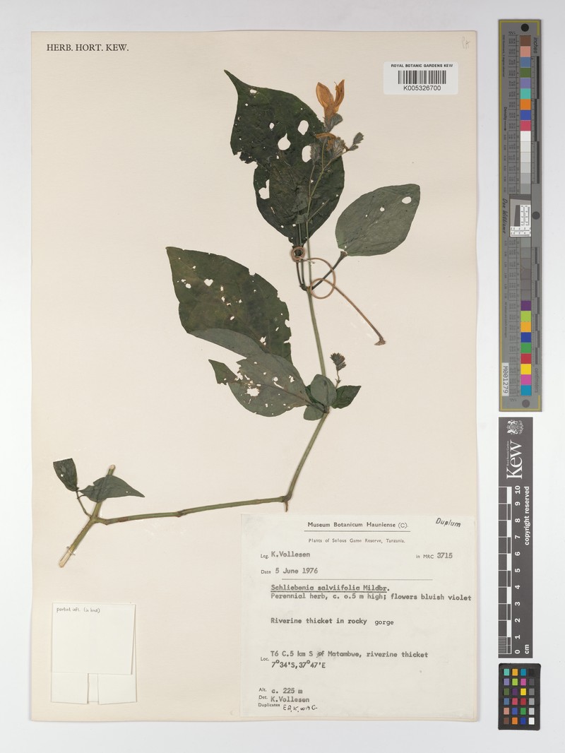 Isoglossa floribunda subsp. floribunda photo 3
