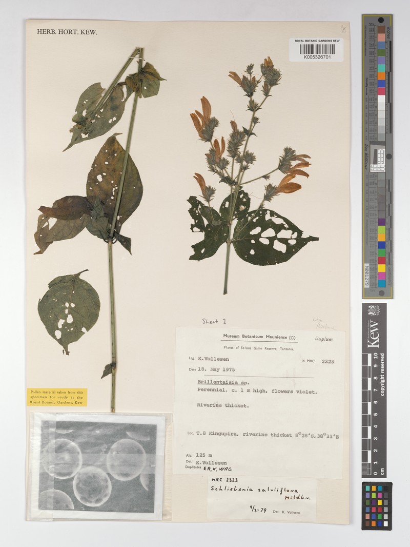 Isoglossa floribunda subsp. floribunda photo 4