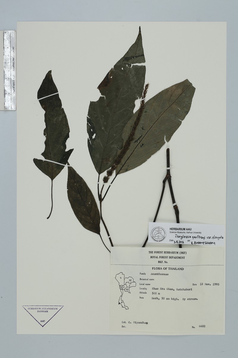 Isoglossa geoffrayi