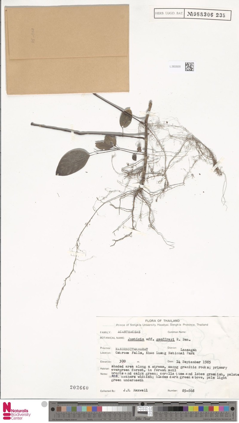 Isoglossa geoffrayi photo 2