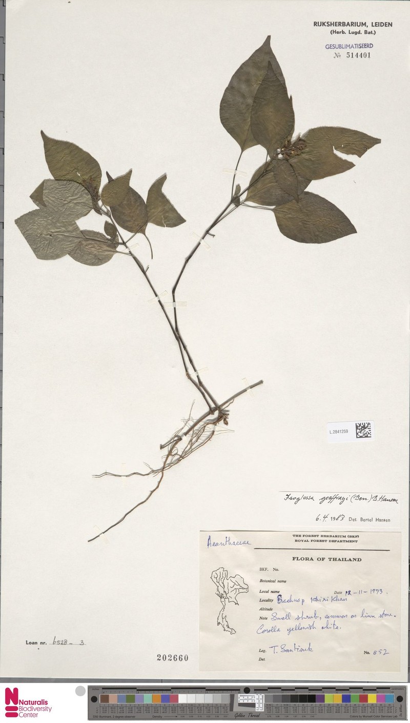 Isoglossa geoffrayi photo 3