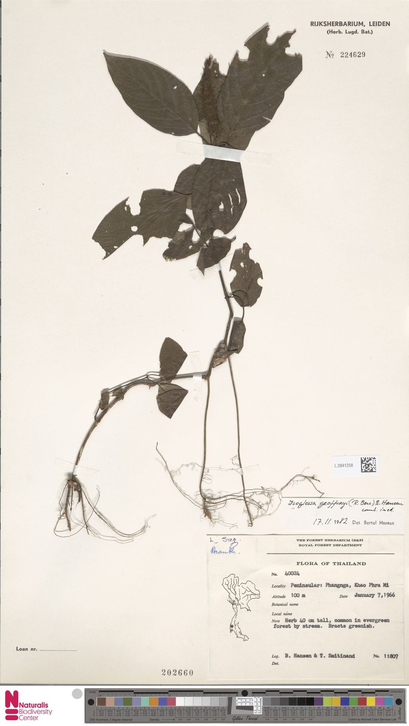 Isoglossa geoffrayi photo 4