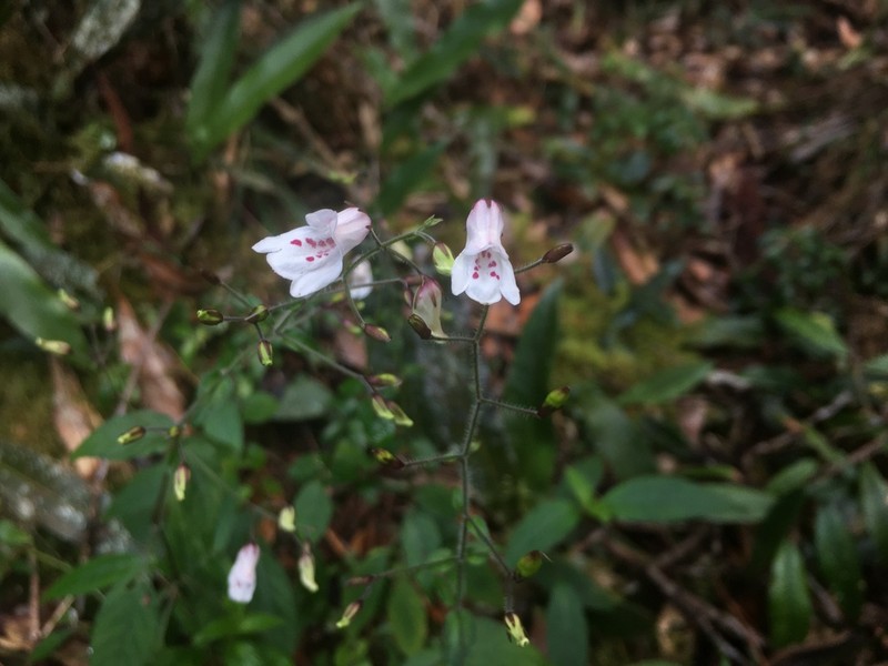 Isoglossa gracillima