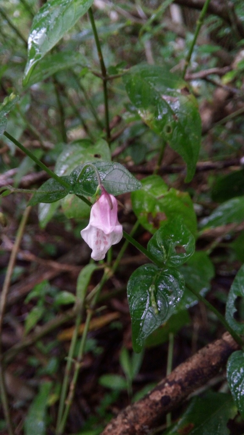Isoglossa gracillima photo 2