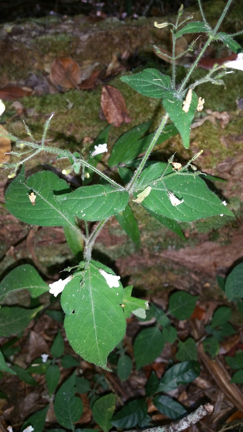 Isoglossa gracillima photo 3