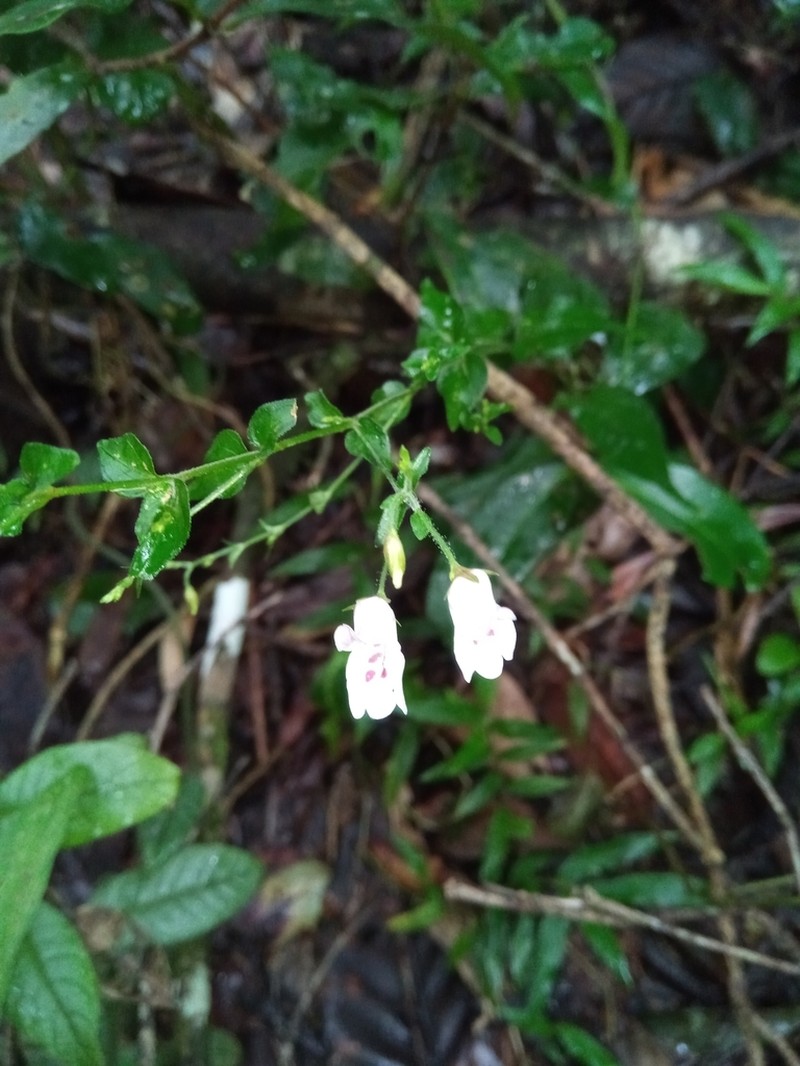 Isoglossa gracillima photo 4