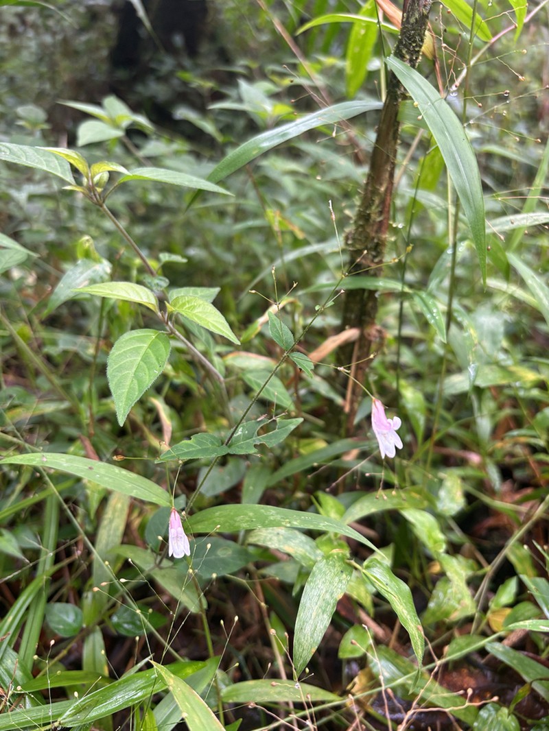 Isoglossa gracillima photo 5