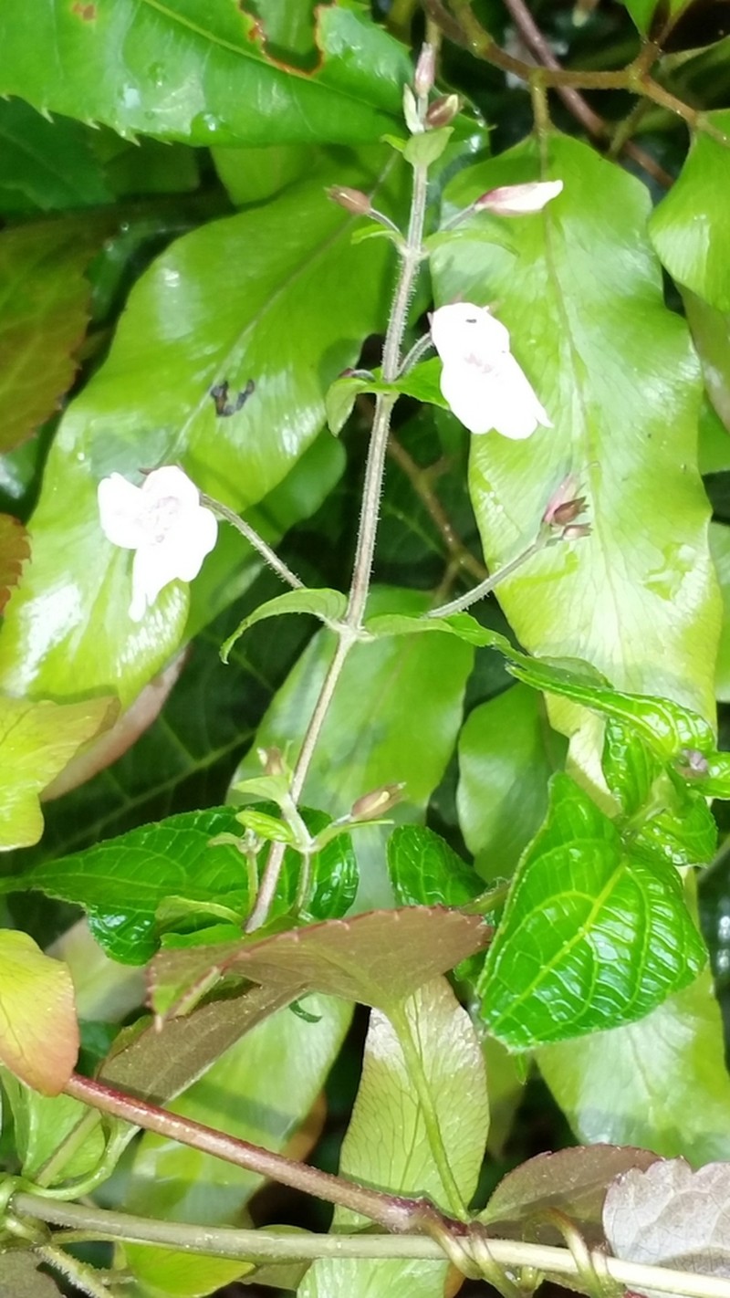 Isoglossa gracillima photo 6
