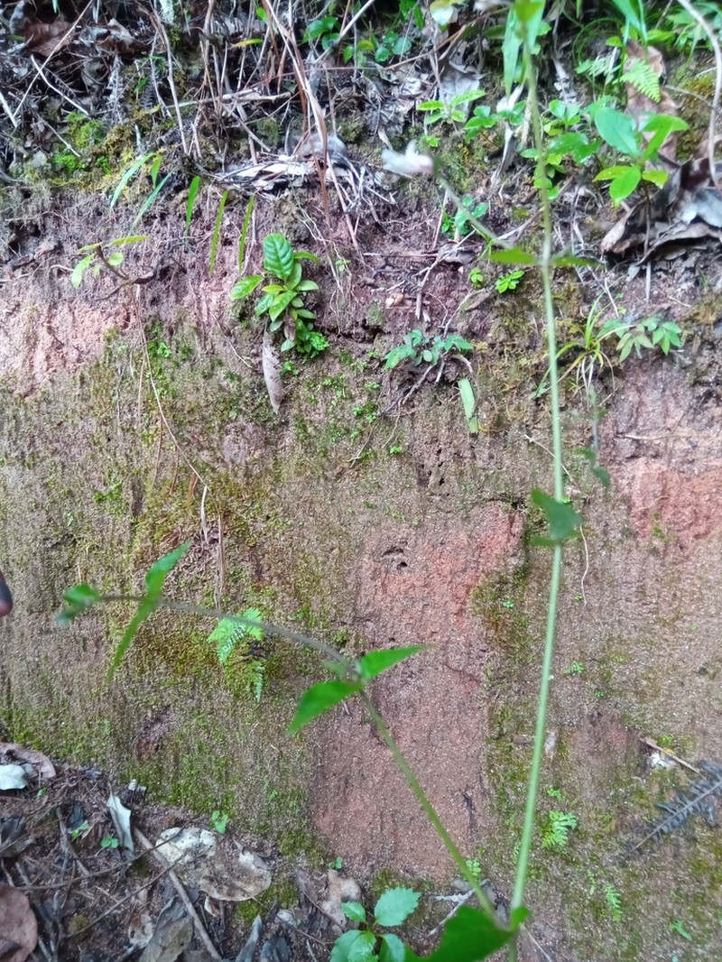 Isoglossa gracillima photo 7