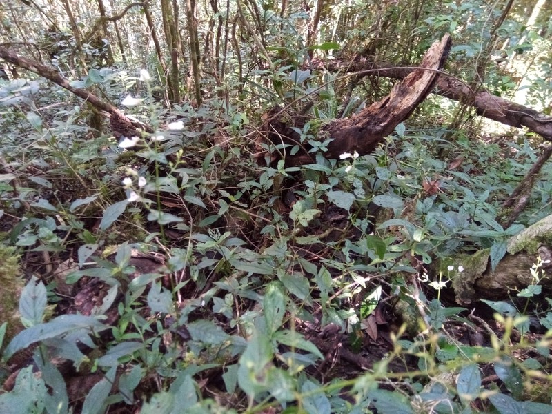 Isoglossa gracillima photo 8