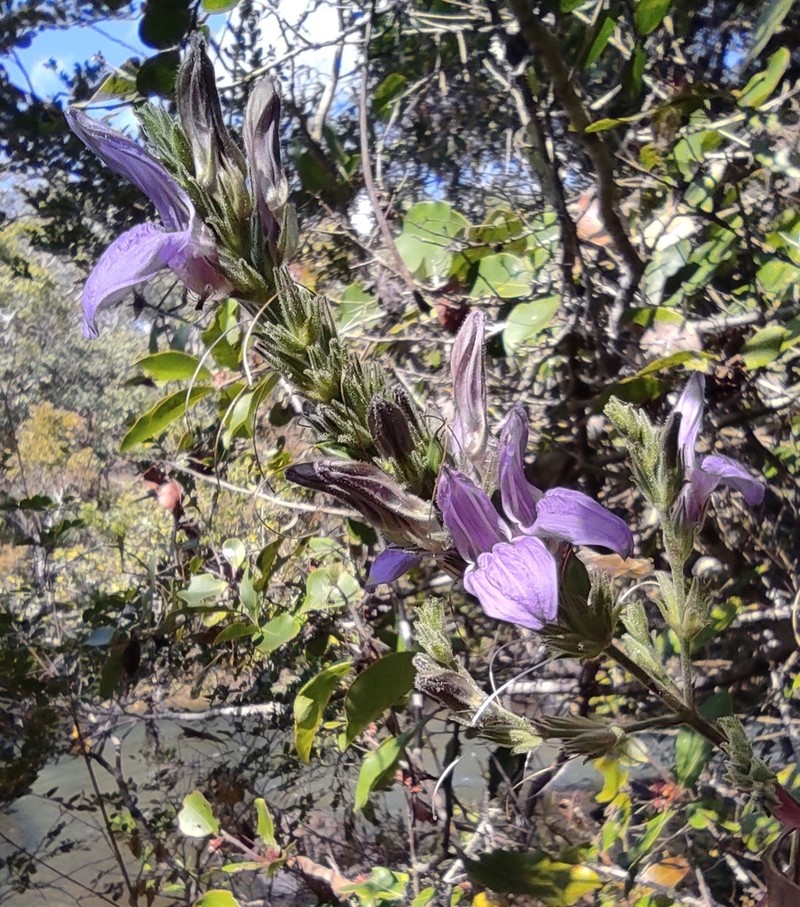 Isoglossa grandiflora