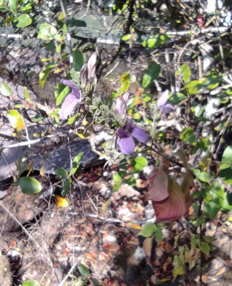 Isoglossa grandiflora photo 2