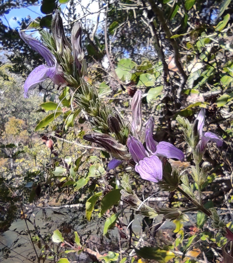 Isoglossa grandiflora photo 4