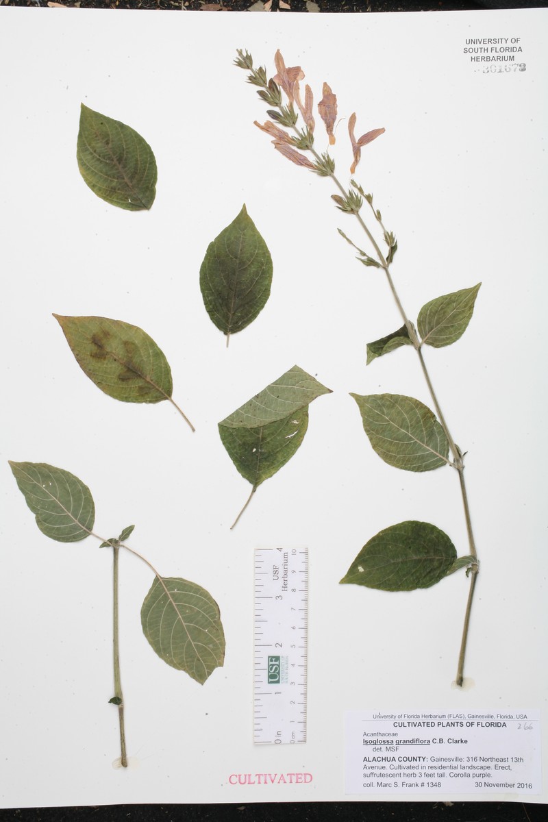 Isoglossa grandiflora photo 5