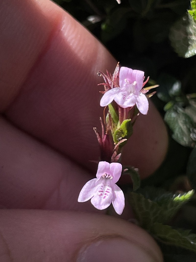 Isoglossa gregorii