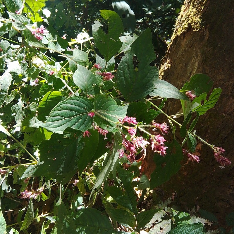 Isoglossa gregorii photo 2