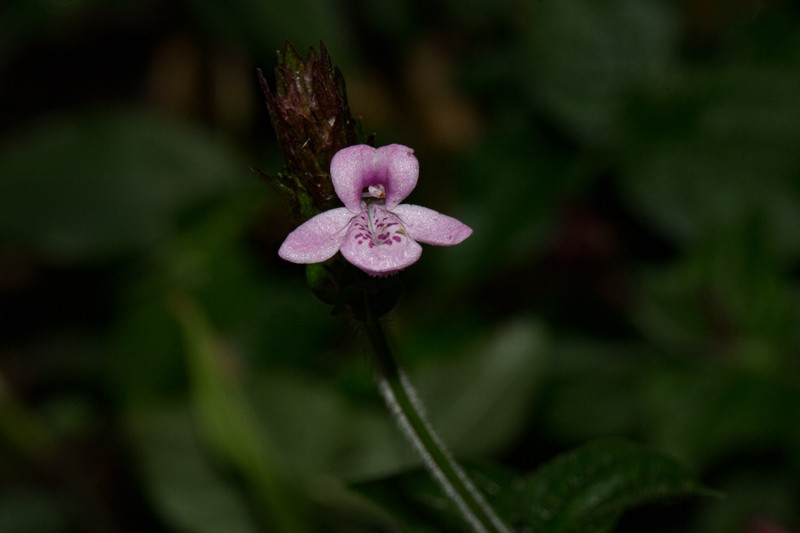 Isoglossa gregorii photo 5